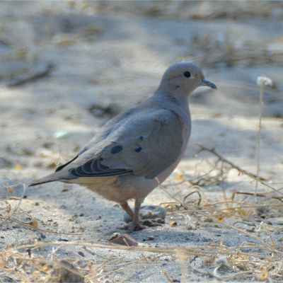 Purple-Winged Ground Dove (2)